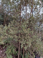 Syzygium buxifolium