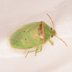 Piezodorus guildinii