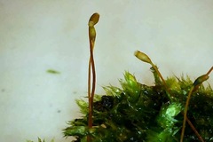 Eurhynchiastrum pulchellum