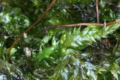 Eurhynchiastrum pulchellum