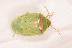 Piezodorus guildinii