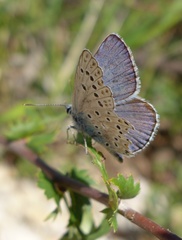 Polyommatus escheri