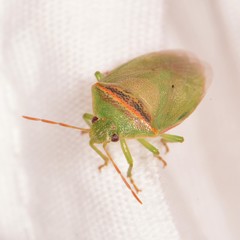 Piezodorus guildinii