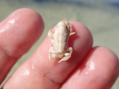 Euceramus praelongus