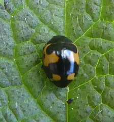 Ceratomegilla alpina