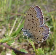 Polyommatus escheri