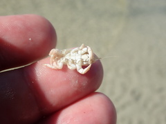 Euceramus praelongus