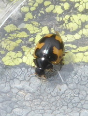 Ceratomegilla alpina