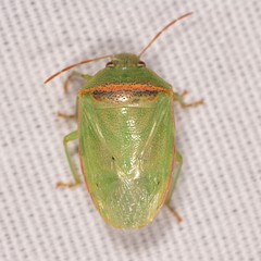 Piezodorus guildinii