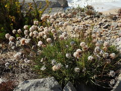 Armeria welwitschii