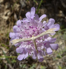 Merrifieldia tridactyla