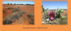 Eremophila maculata