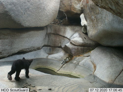 American Black Bear photographed in Arizona