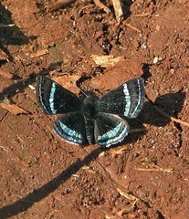 Chalodeta theodora