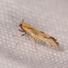 Peregrinus maidis