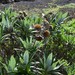 Carlina salicifolia lancerottensis - Photo (c) manuelramalho,  זכויות יוצרים חלקיות (CC BY-NC-SA), הועלה על ידי manuelramalho