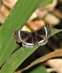 Chalodeta theodora