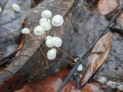 Marasmius bulliardii
