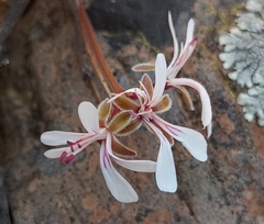Pelargonium alternans alternans
