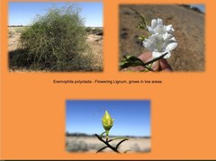 Eremophila polyclada