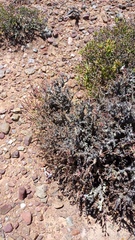 Pelargonium alternans alternans