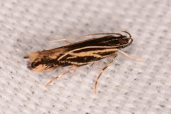 Eralea albalineella