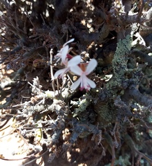 Pelargonium alternans alternans