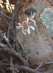 Pelargonium alternans alternans