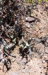 Pelargonium alternans alternans