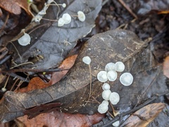 Marasmius bulliardii