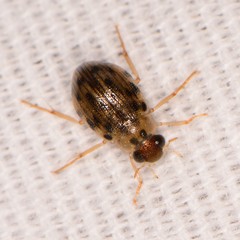 Berosus pantherinus