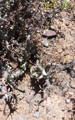 Pelargonium alternans alternans