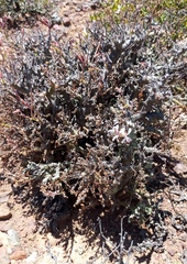 Pelargonium alternans alternans