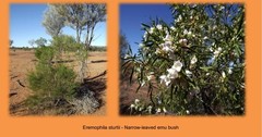 Eremophila sturtii