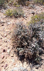 Pelargonium alternans alternans