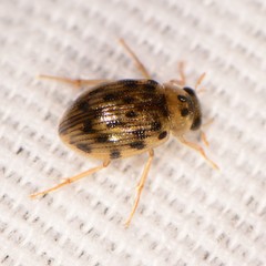 Berosus pantherinus