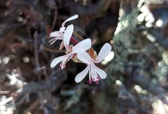 Pelargonium alternans alternans