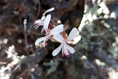 Pelargonium alternans alternans