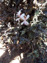 Pelargonium alternans alternans