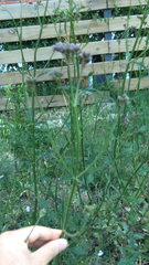 Verbena intermedia