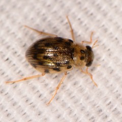 Berosus pantherinus