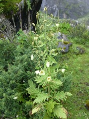 Meconopsis paniculata