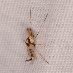 Coelotanypus tricolor