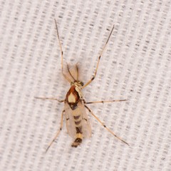 Coelotanypus tricolor