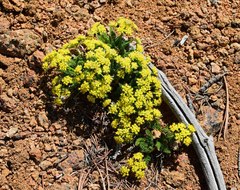 Cymopterus anisatus