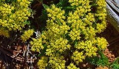 Cymopterus anisatus
