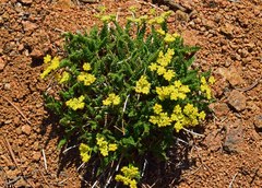 Cymopterus anisatus