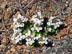 Noccaea fendleri