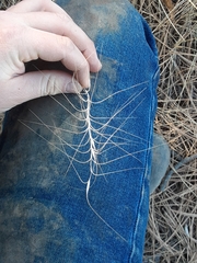 Elymus elymoides brevifolius