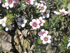 Leptospermum turbinatum